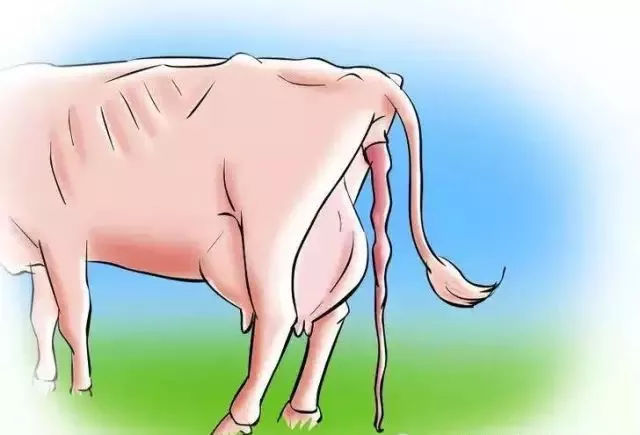 小牛看家—母牛分娩現象