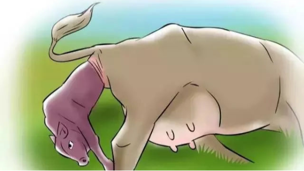 小牛看家—給您細細講解母牛生產的那些事兒！建議收藏！