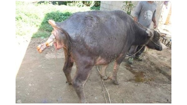 小牛看家提醒您，母牛死胎怎么辦？以下幾點需要格外注意！