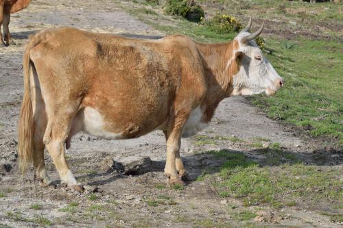 牛犢在娘胎中死亡