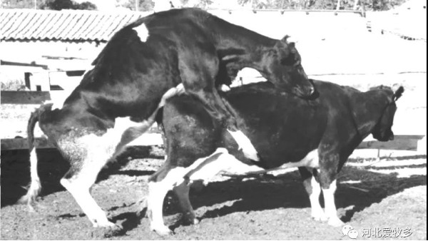 愛牧多為您整理了：母牛發(fā)情癥狀表現(xiàn)的幾項(xiàng)表現(xiàn)！