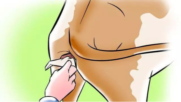 如何正確操作牛輸精 提高牛繁育成功率？