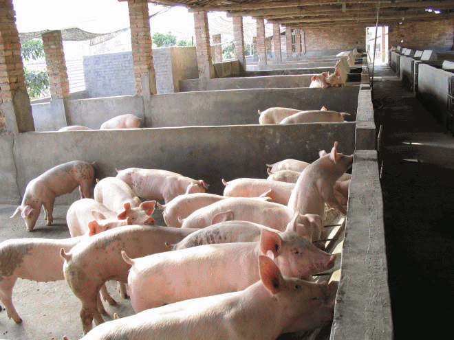冬季養豬