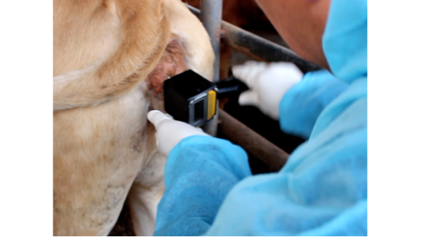 愛牧多廠家建議：牛排卵測(cè)定儀這樣用才準(zhǔn)確！