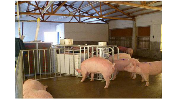 妊娠母豬到底該采取哪種飼喂方式？