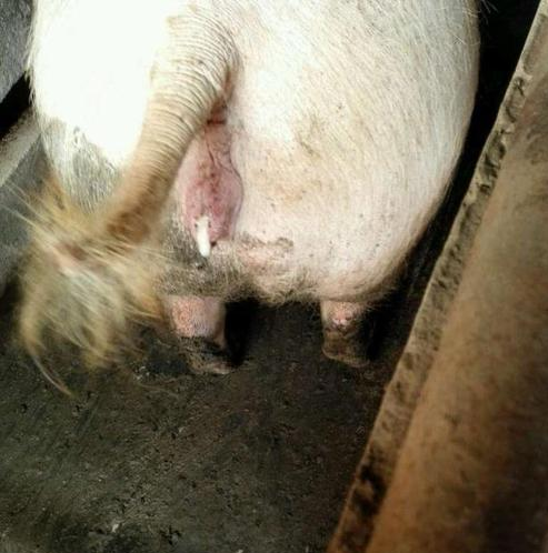 母豬發(fā)情活動特征