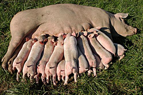 母豬產仔