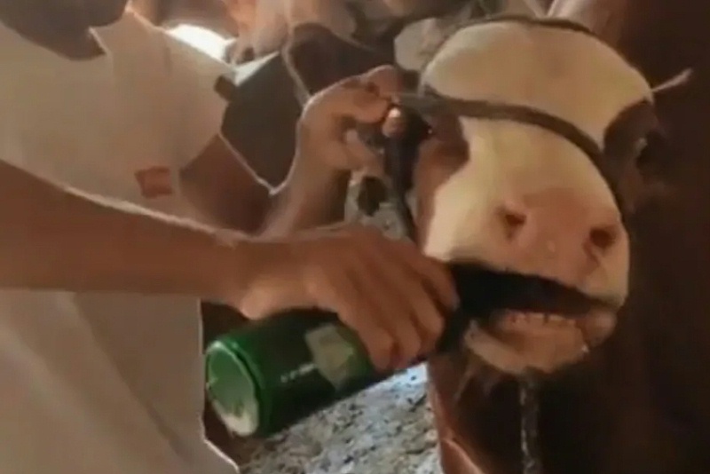 傳統(tǒng)灌藥法