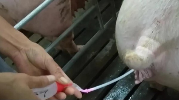 小牛看家教學篇—母豬人工授精需要這幾步！做好了產量才能高！