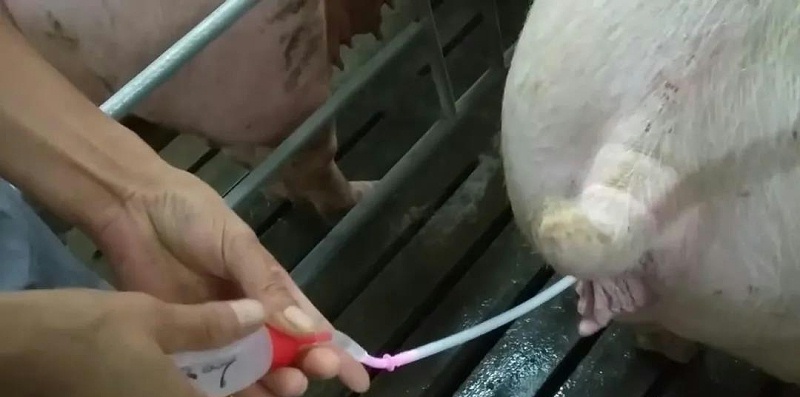 母豬輸精