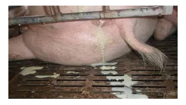 十豬九炎癥，母豬炎癥都需要清宮，你知道如何正確清宮么？—小牛看家