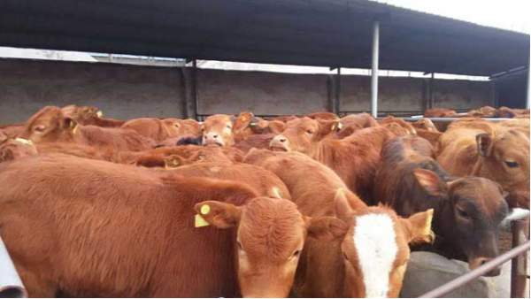 肉牛養殖5個要點 牛早孕檢測試紙需要時刻準備