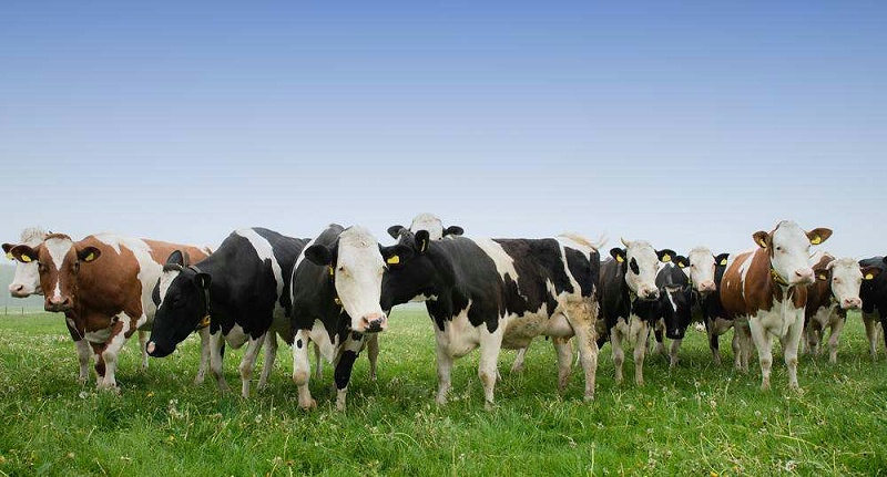 母牛排卵不規律