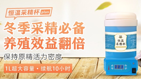 河北愛牧多-小牛看家小編為您分享【種豬采精的詳細步驟】