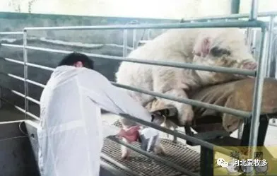 種公豬人工采精