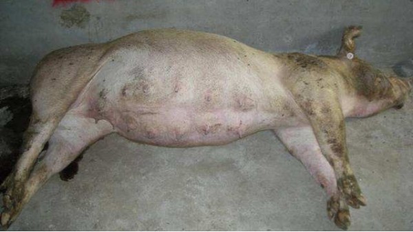 豬脹氣的癥狀和原因