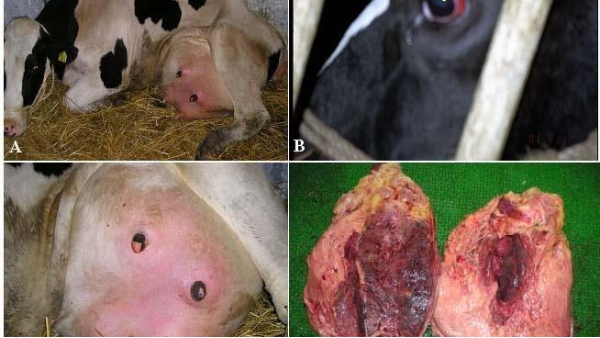 小牛看家—影響奶牛產奶量的這幾種高危情況，快來看看你有沒有中招！