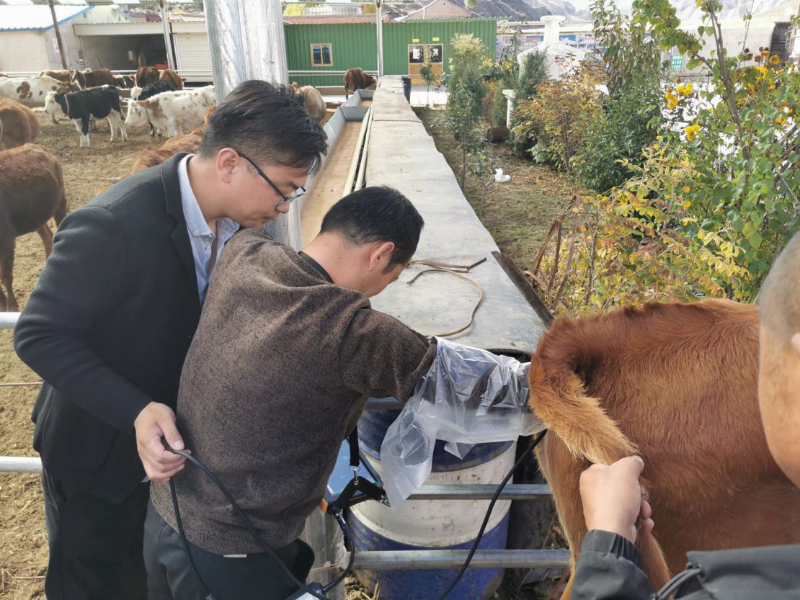 傳統牛輸精掏直腸 傳統牛輸精掏直腸