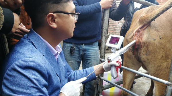 打破傳統牛人工授精局限，河北愛牧多牛可視輸精槍革命性改良