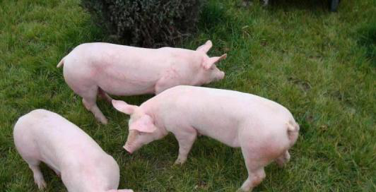 豬的三大生長階段